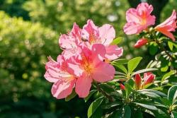 杜鹃花的花语和象征意义