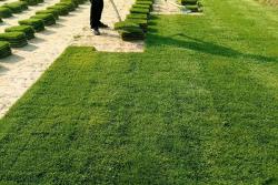 多年生黑麦草多少天可以成坪