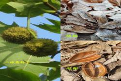 法国梧桐和中国梧桐的区别