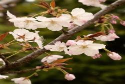 最受欢迎的樱花品种(染井吉野)，竟然都来自于同一棵树？