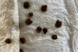 蜀葵种子发芽过程(多图)