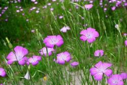 麦仙翁一平方需要播种多少克种子