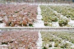 为什么月季枝叶有红有绿？下雪会不会冻死？广东要不要冬剪？