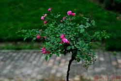 2022年的树状月季批发价格