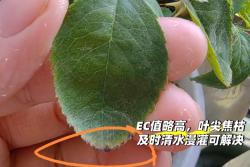 月季水肥管理避坑指南