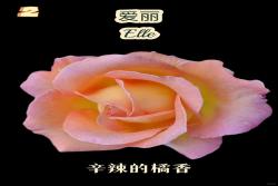 全球最香月季10大排行榜(附品种图鉴)