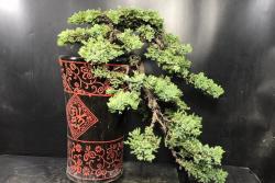 冬天冻不死的常绿植物有哪些