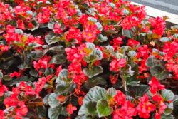 四季海棠的花语和象征寓意