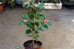 茶花一年能够开几次花