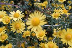 九月开什么花(最具代表的十种花卉推荐)