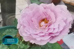 蜻蜓月季的优缺点分析