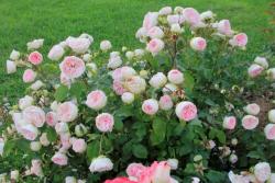 春季如何给月季抹芽