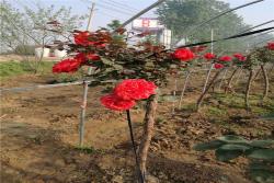 月季花的产地在哪里？