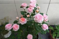 瑞典女王月季怎么养（2022年汇总）