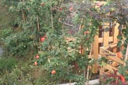 2米的藤本月季苗价格,藤本月季苗价格批发