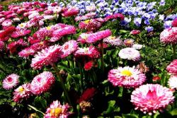 麦杆菊种子播种几天发芽,多久开花