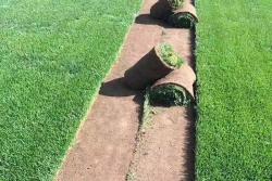 四季青草坪什么时候种植好