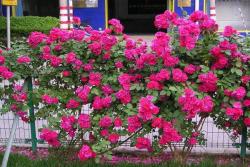 种藤本月季需要花架吗(有哪些类型)