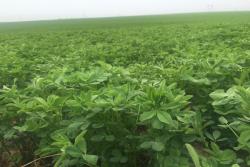 长得快的牧草品种有哪些