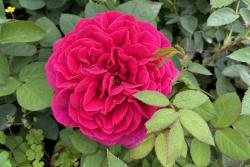 盆栽月季花苗批发零售