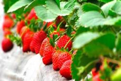 草莓什么季节成熟(12月-4月)