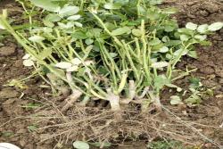 月季裸根苗最新价格(2022年最新批发价格)