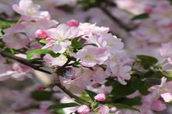 海棠什么时候开花(常见品种海棠的开花时间)