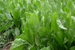 鲁梅克斯什么时候播种