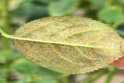 月季花园里如何杜绝红蜘蛛