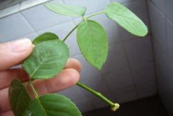 月季可以水培吗,月季水培注意事项
