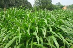 长得快的牧草品种有哪些