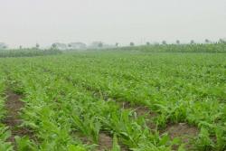 黑龙江地区适合种植什么牧草