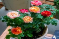 五彩斑斓的月季——果汁飞溅