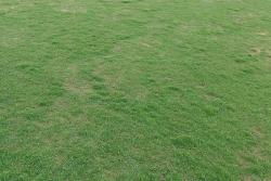 剪股颖草坪的优缺点