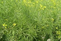 油菜花什么时候开花,花期持久多久