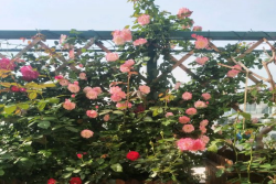 为什么藤本月季价格差别大？