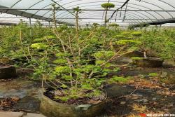 中华木绣球美植袋苗带花苞花货