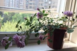 十大勤花爬藤月季排名