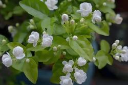 茉莉花的花语和象征寓意