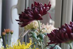 墨菊是什么颜色,有哪些品种