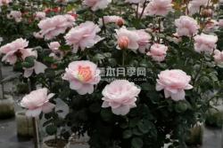 瑞典女王一年开几次花