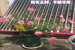 不眠芳香月季广东表现如何