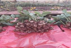 红双喜月季苗价格