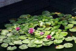 荷花是什么时候开的