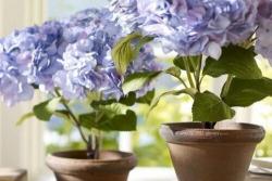 绣球花在室内养的好还是室外养的好