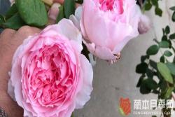 月季秋剪怎么剪(月季秋剪的注意事项)
