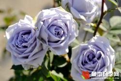 月季蓝色礼服的优缺点解析