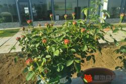 编辑分享月季种植经验