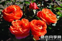 芒果阳台月季优缺点分析