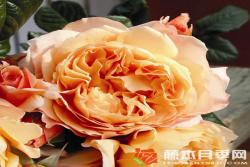 卡普里月季优缺点分析